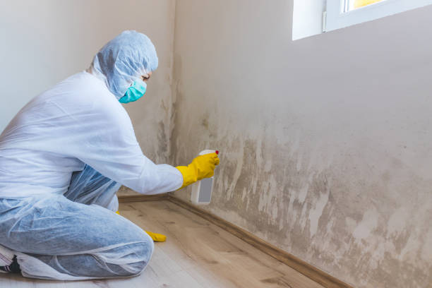 Licensed Attic Mold Remediation service in Georgetown, IL - Car Mold Remediation