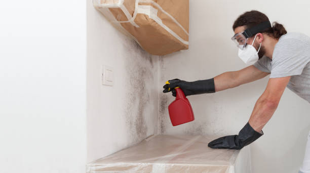 Professional Attic Mold Remediation technician working in Georgetown, IL