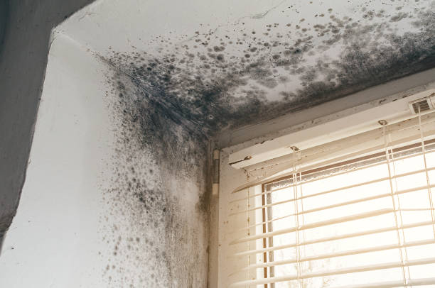 Affordable Attic Mold Remediation solutions in Georgetown, IL